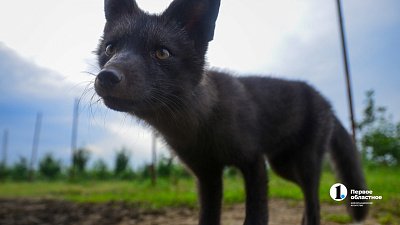 С начала 2026 года в Челябинской области зафиксировали 19 случаев бешенства