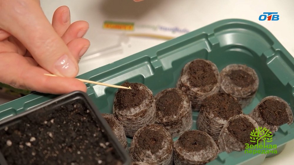 Как правильно выбрать и посеять семена петуньи