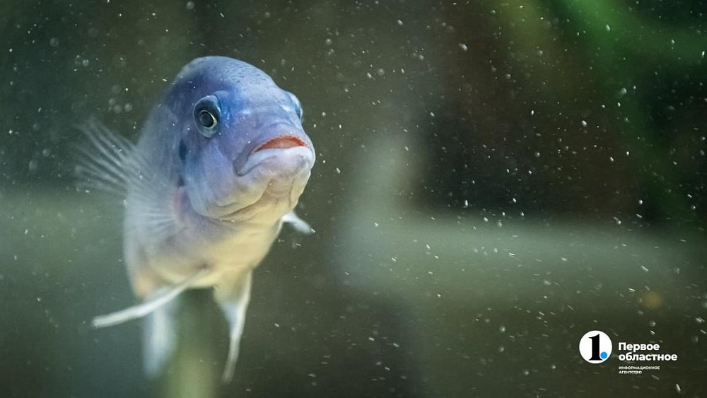 Россельхознадзор нашел нарушения на выставке рыб в челябинском зоопарке