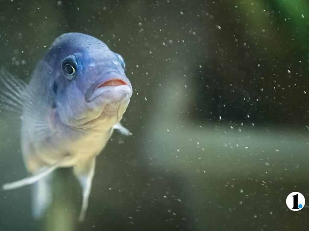 Россельхознадзор нашел нарушения на выставке рыб в челябинском зоопарке