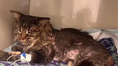 В Челябинске живодер постирал кота в машинке и выкинул в мороз на балкон