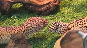 В Челябинском зоопарке показали, как зимуют рептилии