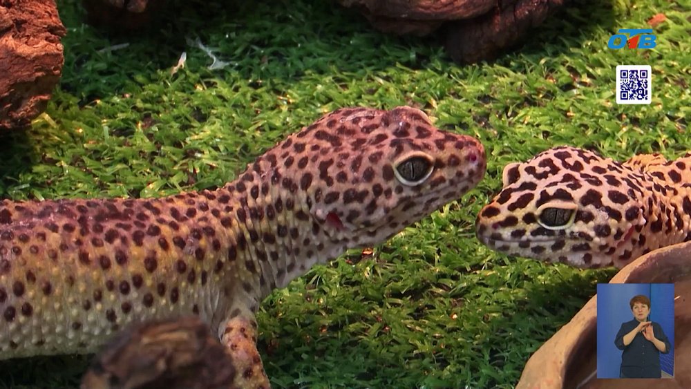 В Челябинском зоопарке живут рептилии