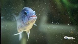 Женщина-ученый из Челябинска создает лекарство от тревоги