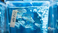 Женщина-ученый из Челябинска создает лекарство от тревоги