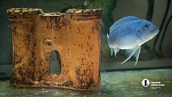 Женщина-ученый из Челябинска создает лекарство от тревоги