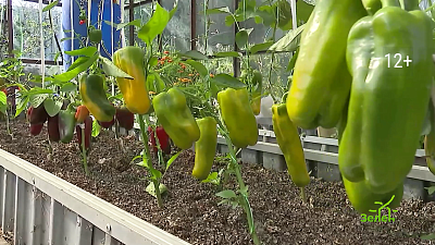 Как выбрать семена перцев на рассаду?