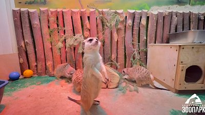 В Челябинском зоопарке обогащают среду питомцев хвойными ветками