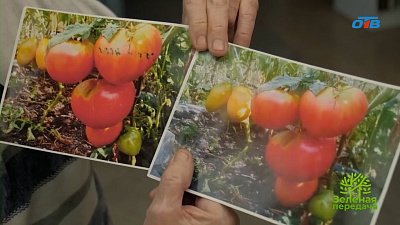 Как выбрать сорта помидоров