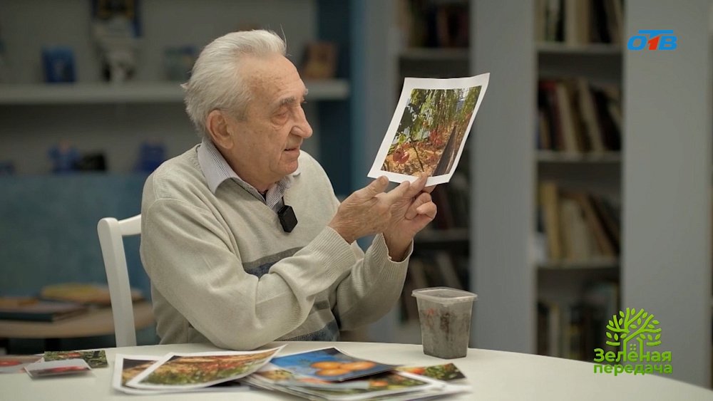 Секреты выращивания крупных и сладких помидоров