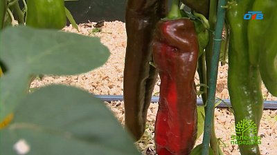 Как выбрать сорта перцев