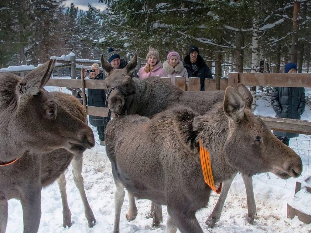 Нацпарк «Зюраткуль» выиграл рекордный грант президента на спасение лосей