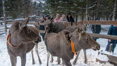 Нацпарк «Зюраткуль» выиграл рекордный грант президента на спасение лосей