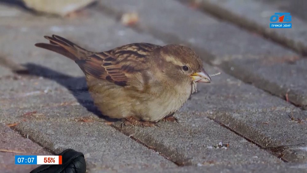На первый-второй рассчитайтесь! — в сюжете «Перепись воробьев»