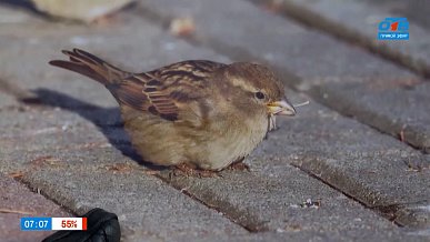 На первый-второй рассчитайтесь! — в сюжете «Перепись воробьев»