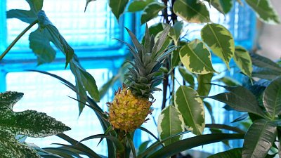 В школе Троицка открылся эко-уголок