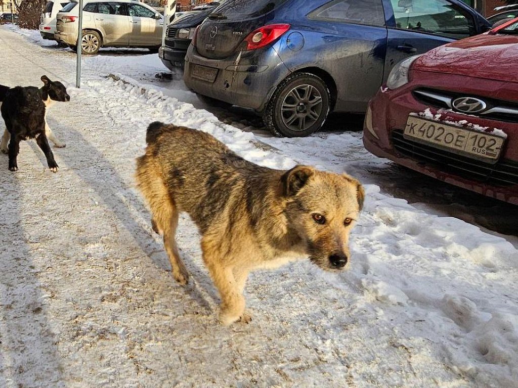 Челябинцы сделали более 100 заявок на отлов бездомных собак через новый чат‑бот