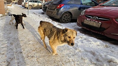 Челябинцы сделали более 100 заявок на отлов бездомных собак через новый чат‑бот