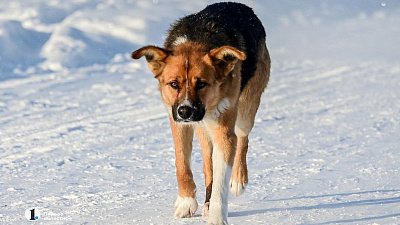 Челябинцы отправили более ста жалоб в чат-бот по отлову собак