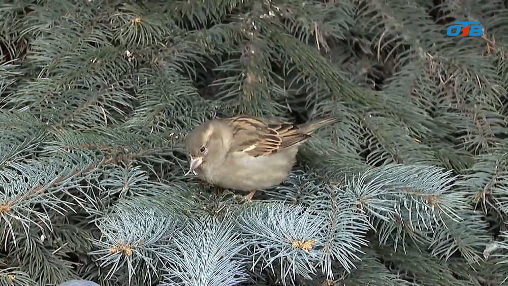 На Южном Урале проходит перепись воробьев