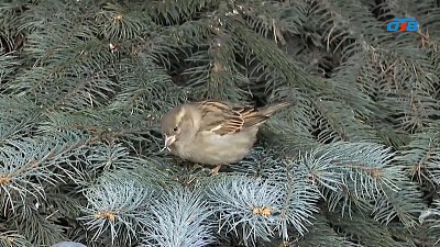 На Южном Урале проходит перепись воробьев