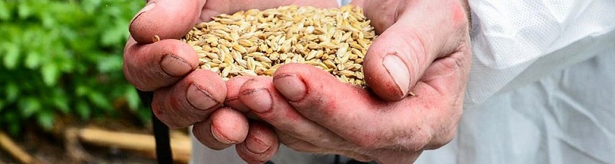 Из Челябинской области с начала 2026 года отгружено 40 тыс. тонн зерна