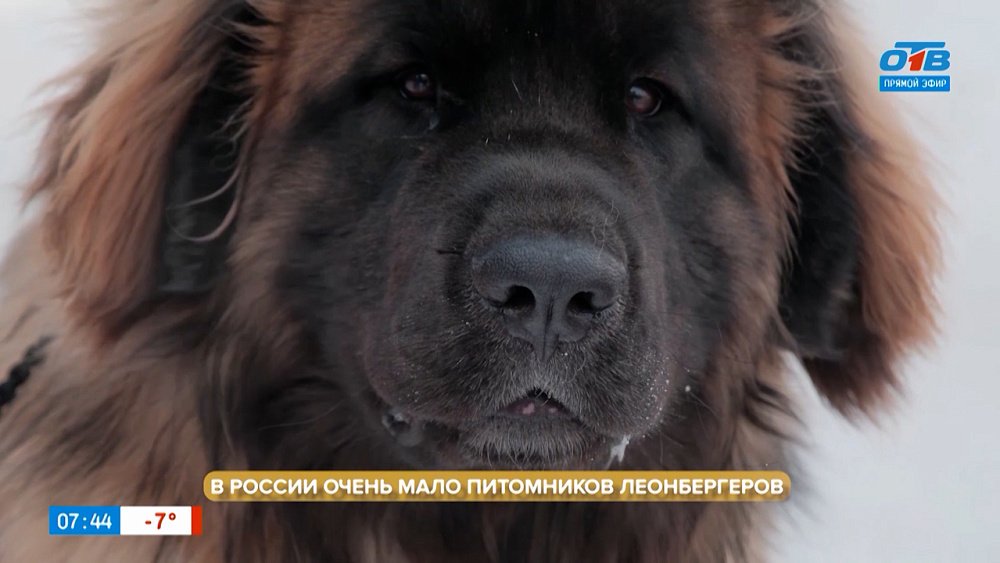 Леонбергер в рубрике «Усы, лапы и хвост»