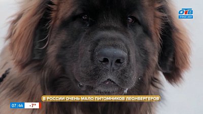 Леонбергер в рубрике «Усы, лапы и хвост»