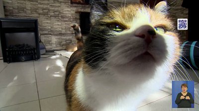 В котокафе Челябинска помогают пушистым обрести семью