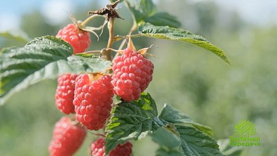 Как выращивать малину?