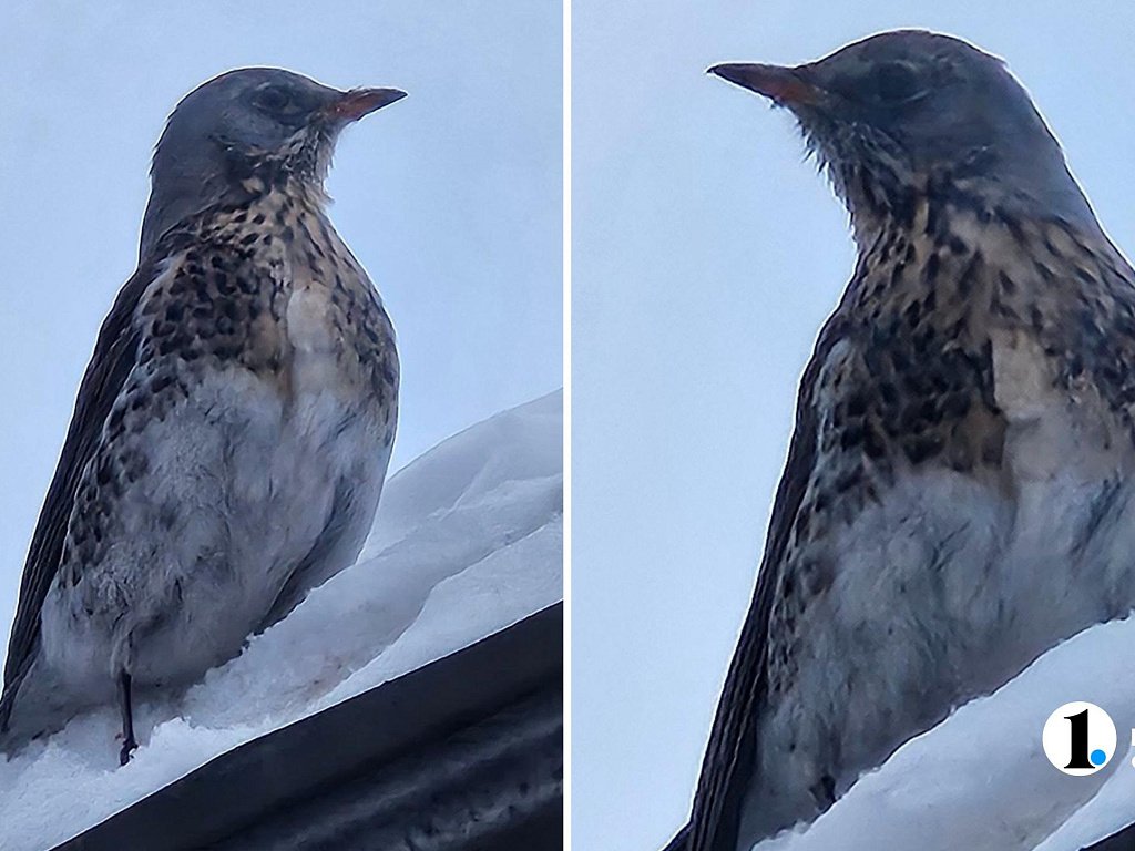 В Челябинской области перелетные дрозды стали оставаться на зиму