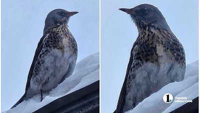 В Челябинской области перелетные дрозды стали оставаться на зиму