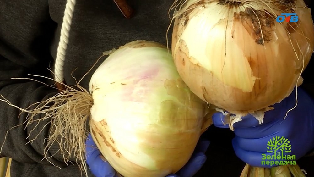 Какие разновидности лука можно вырастить за один сезон из семян