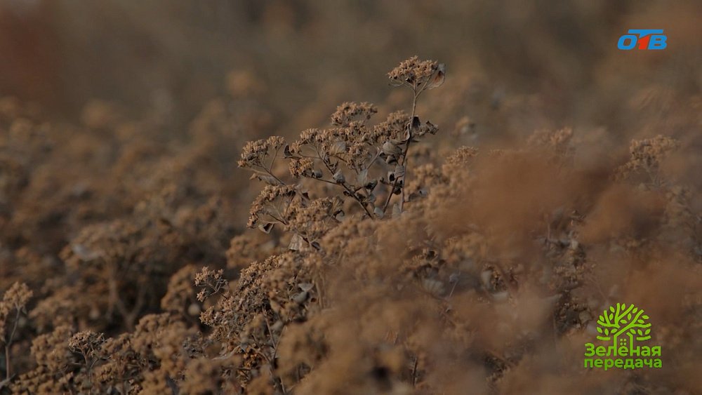 Правила создания цветников в саду