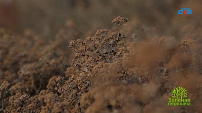 Правила создания цветников в саду