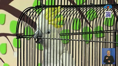 В Челябинске отмечают День орнитолога