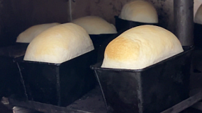 В поселке Тимирязевский изучают сорта пшеницы