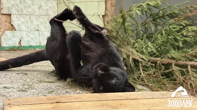 В Челябинском зоопарке леопард играет с елью