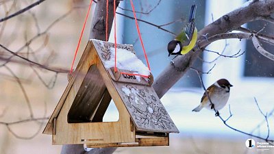 Вслед за грачами в Челябинскую область прилетят серые гуси