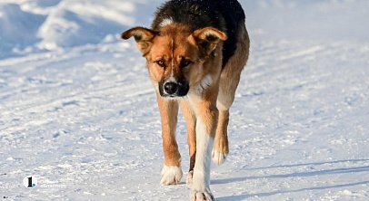 В Челябинске пройдет бесплатная вакцинация домашних животных от бешенства