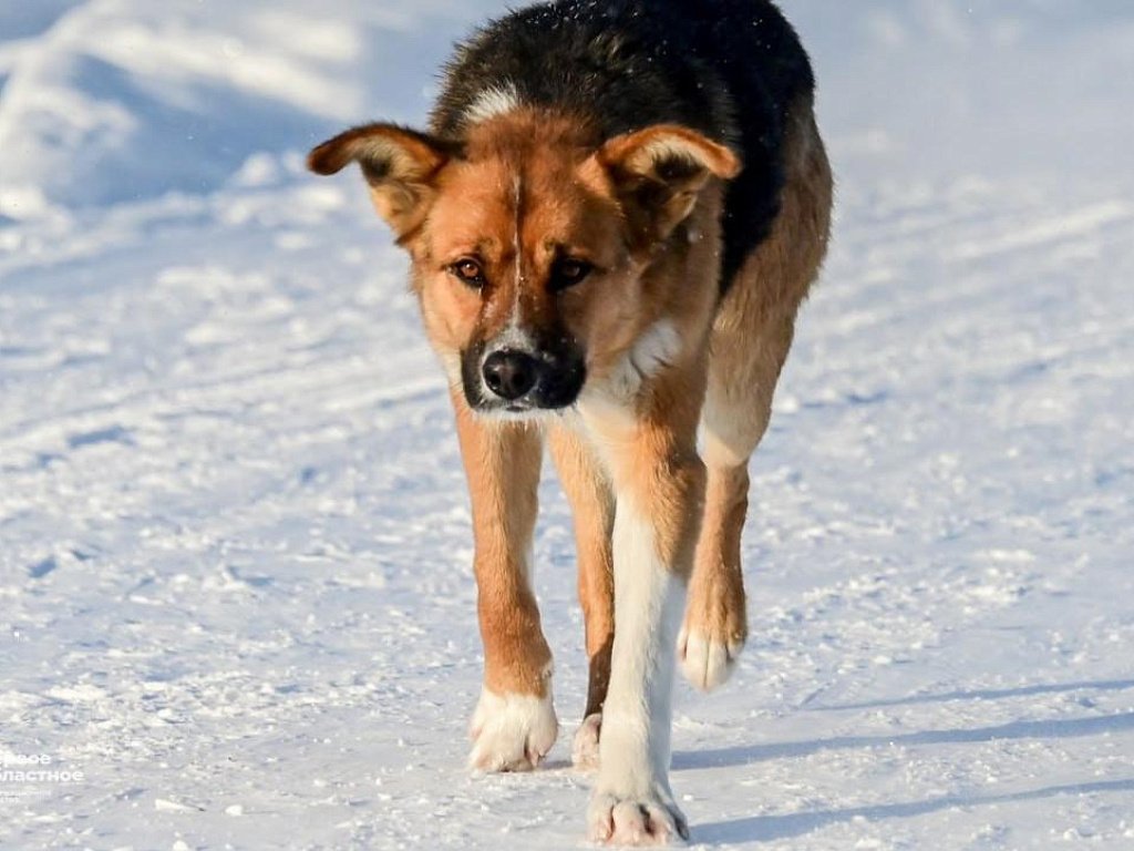 В Челябинске пройдет бесплатная вакцинация домашних животных от бешенства