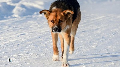 В Челябинске пройдет бесплатная вакцинация домашних животных от бешенства