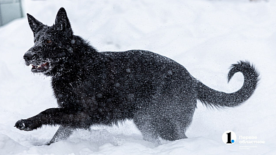 Глава СК России потребовал доклад по делу о нападении собак на женщину в Магнитогорске