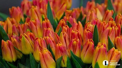 Челябинцы планируют потратить 7 000 рублей на подарки к 8 Марта