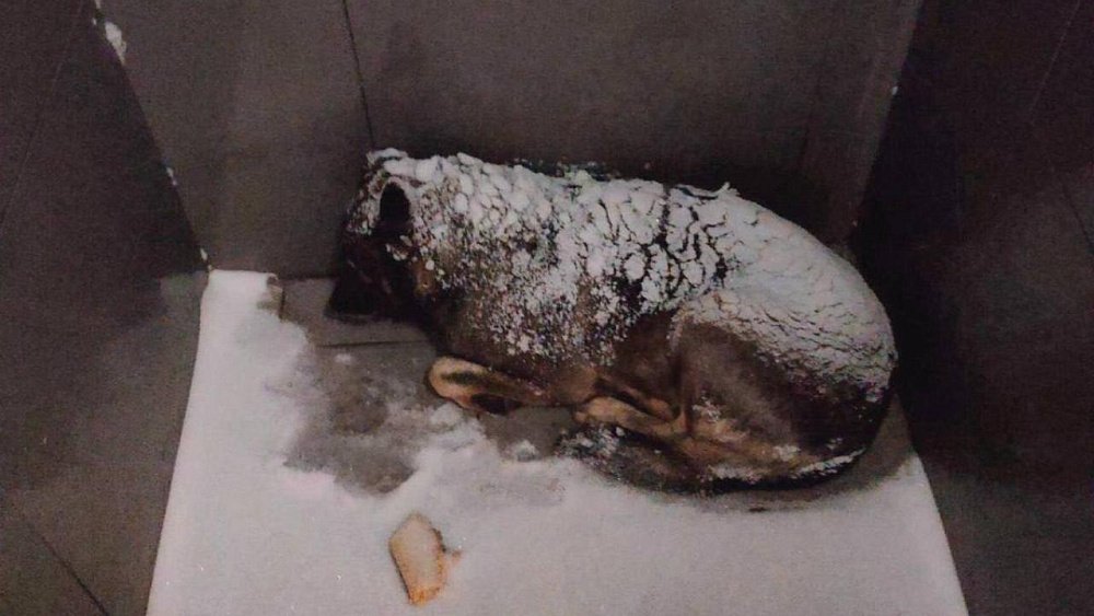 «Додо Пицца» сделает все пиццерии в России пет-френдли после инцидента с собакой в Челябинске