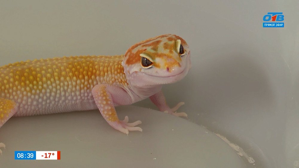 Эублефары в рубрике «Усы, лапы и хвост»