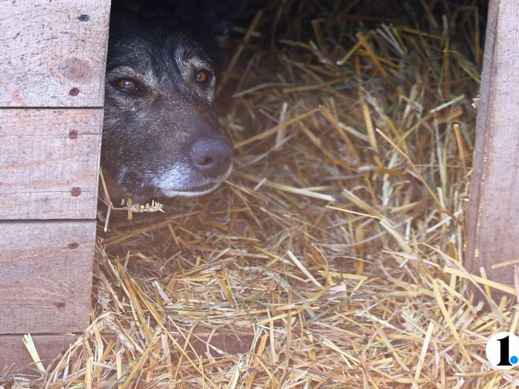 Додобоня знакомится с собаками в челябинском приюте и собирается к ветеринару