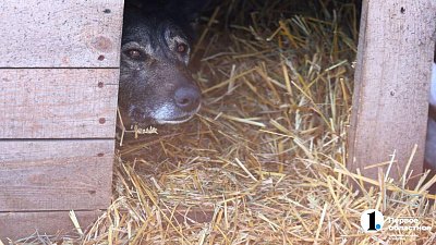 Додобоня знакомится с собаками в челябинском приюте и собирается к ветеринару