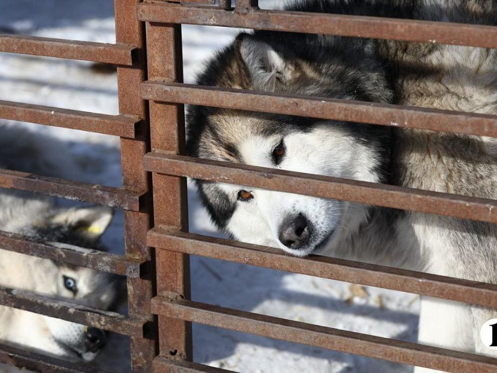 «Почти все из отлова»: в челябинском приюте вместе с Додобоней живут 300 собак
