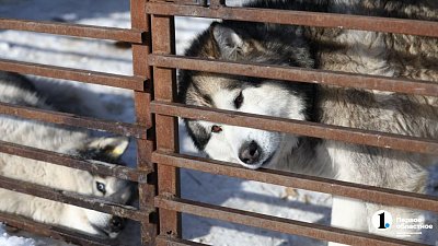 «Почти все из отлова»: в челябинском приюте вместе с Додобоней живут 300 собак